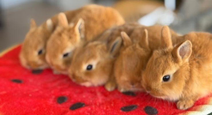 Tavşan Sahiplenmek İster Misiniz