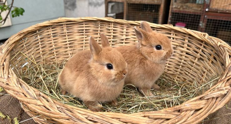 Antalya Büyümeyen Tavşan