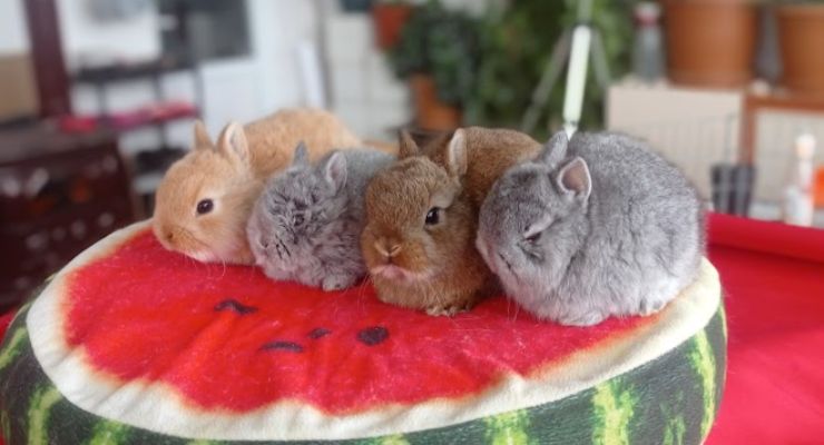 Antalya Cins Tavşan