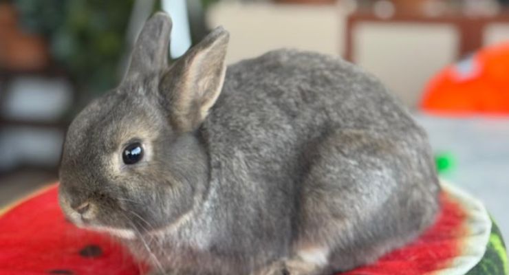 Antalya Ev Tavşanı