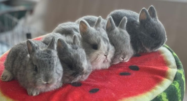 Antalya Evcil Tavşan