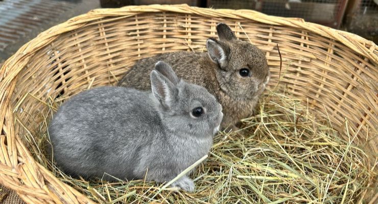 Antalya Yavru Tavşan