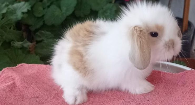 Antalya Hollanda Lop Tavşan